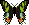 Leetle Sunset Moth