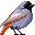 Leetle Black Redstart