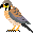 Leetle Kestrel