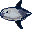 Leetle Sharptail Mola