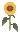 Leetle Sunflower