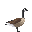 Leetle Goose