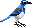 Leetle Scrub Jay